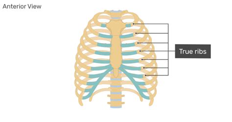 Rib Cartilage Anatomy