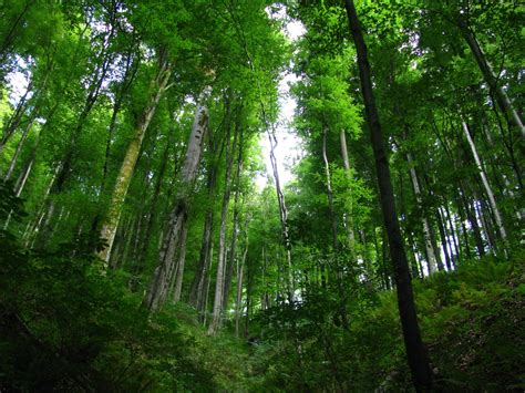 Hutan Hujan Tropis - KUMPULAN MAKALAH