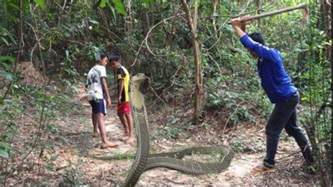 King cobra attack on Human - Amazing Catching King Cobra In Cambodia - YouTube