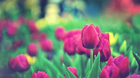 #387076 Tulips Garden 4k wallpaper - Rare Gallery HD Wallpapers