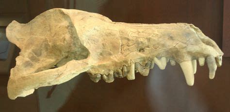 Andrewsarchus Skull at the American Museum of Natural History ...