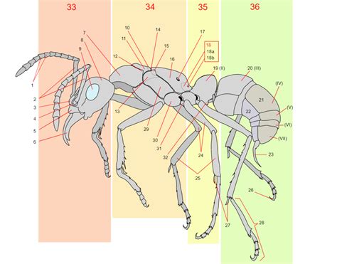 Worker Ant Anatomy Diagram | Quizlet