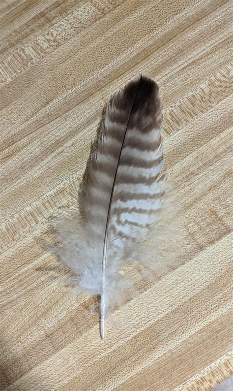 Is this a barred owl feather? I found it in my front yard in Atlanta ...