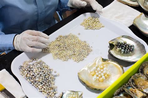 Pearl Farming and Oysters stock photo. Image of farmed - 156403686