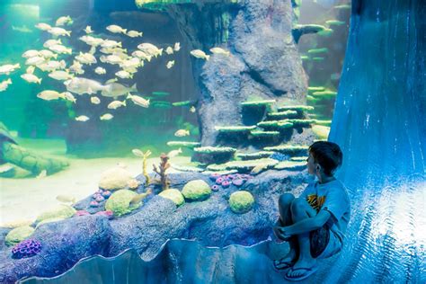 SEA LIFE Sydney Aquarium Tickets in Sydney | Pelago