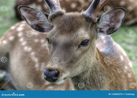 Sika deer in Nara, Japan stock photo. Image of narapark - 132880376