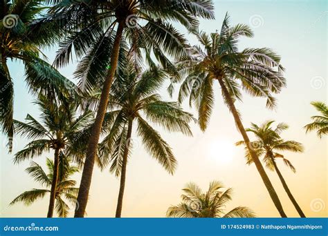 Beautiful Coconut Palm Tree with Sunset Stock Image - Image of sunny ...