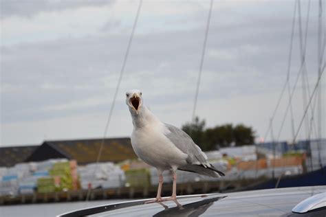 Seagull Port Water Sea - Free photo on Pixabay - Pixabay