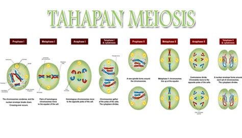 Nondisjunction In Meiosis