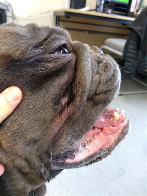 French Bulldog Skin Allergies: Causes, Symptoms & Treatments