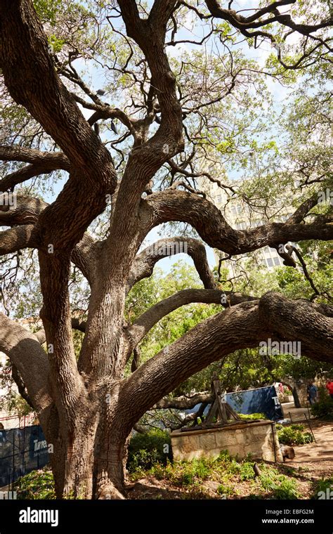 Famous oak tree in the grounds of The Alamo, San Antonio, Texas, USA Stock Photo - Alamy