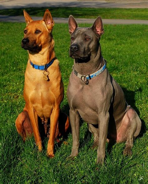 🐾 The Thai Ridgeback is an ancient breed of dog formerly unknown ...