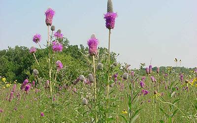 Richard Bong State Recreation Area – Wisconsin Important Bird Areas