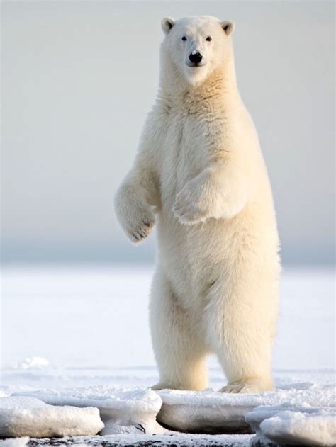 Photo De Plage Paradisiaque Avec Un Ours Polaire - dsullana.com