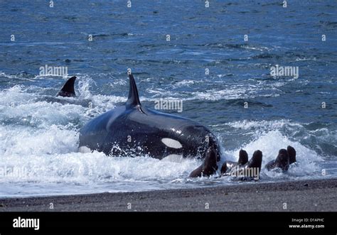 Killer whale ; Orca.Orcinus orca.Hunting South American sea lion pups ...