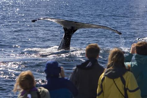 Alaska Whale Watching Cruise: What to Expect | Blog de viajes de NCL