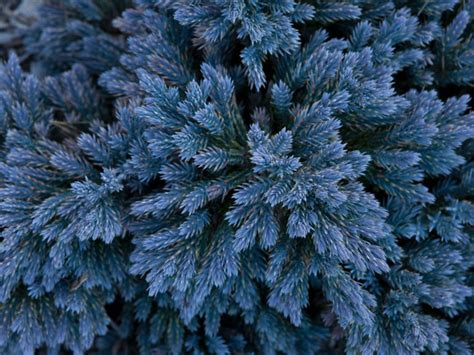 10 Types of Juniper Trees that Everyone Should Know | American Conifer ...