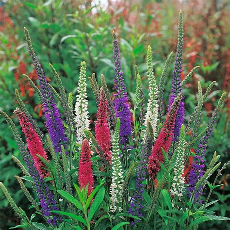 Speedwell (Veronica) Mixed Colors Verona, Miracle Tree, Long Flowers, Cut Flowers, Perennial ...