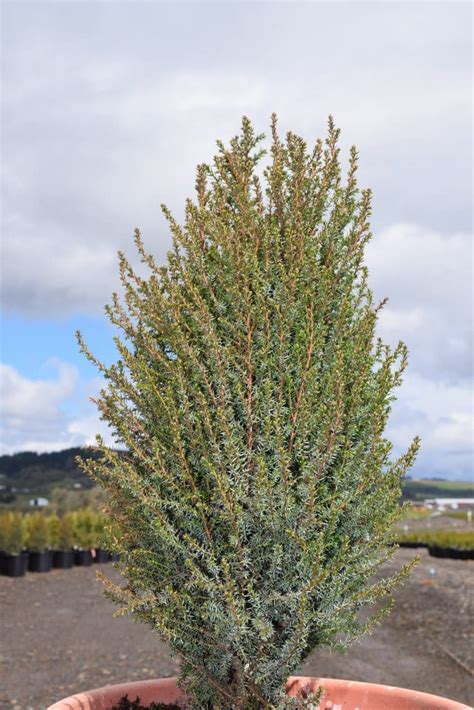 Pencil Point Juniper - Plant Library - Pahl's Market - Apple Valley, MN