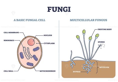 Mushroom Diagram Labeled