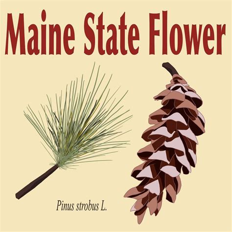 Did You Know These Facts About Maine State Symbols & Flag?