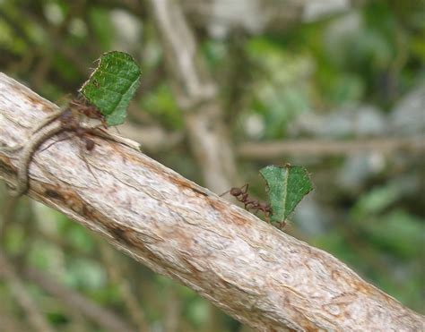 Leaf Cutter Ants | Leaf cutter ants carry leaf pieces back t… | Flickr