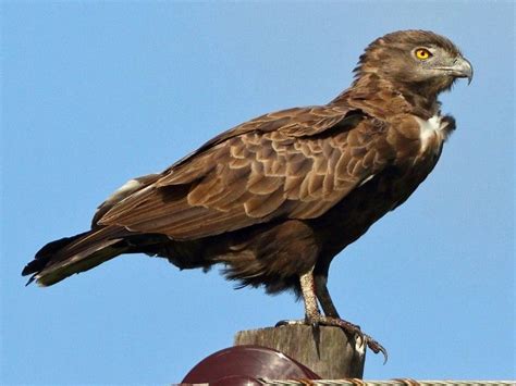 Brown Snake-Eagle - eBird | Eagle, Bird species, Types of eagles