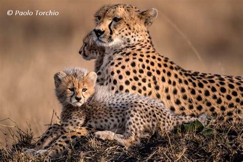 Incredible Wildlife Locations in Kenya by Gamewatchers Safaris