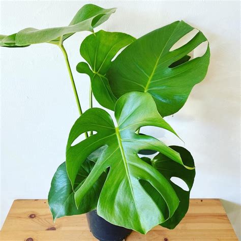 Monstera deliciosa plant - URBANO.IN monstera plant