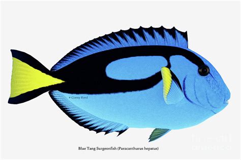 Blue Tang Fish Digital Art by Corey Ford - Pixels