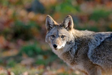 Fatal Canada coyote attack blamed on unusual diets for coyotes in ...