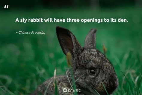 32 Rabbit Quotes Hopping With Cute Charm And Metaphors (2024)