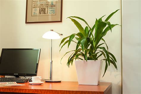 Desk Plants | Osborne Plant Service