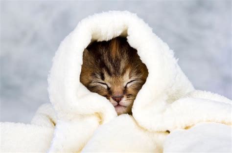 Cat Flu Home Care | 10 Ways to Support a Cat's Recovery