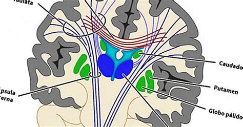 Putamen: structure, functions and related disorders - yes, therapy helps!