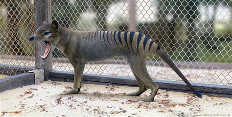 129 best Thylacine images on Pholder | Naturewasmetal ...