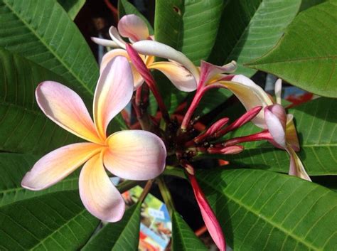 Frangipani-Varieties` – Bigga Trees