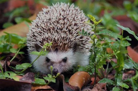 Where does the hedgehog live? Hedgehog habitat 101 | ExoPetGuides