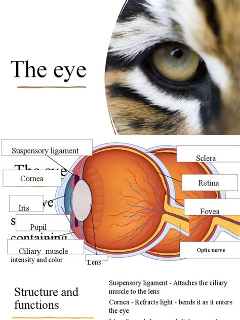 Lesson 2 The Structure and Functions of The Eye | PDF | Eye | Human Eye