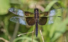 Male Widow Skimmer Dragonfly Free Stock Photo - Public Domain Pictures