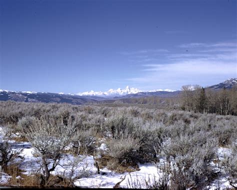 Shrubland Ecosystem Facts for Kids