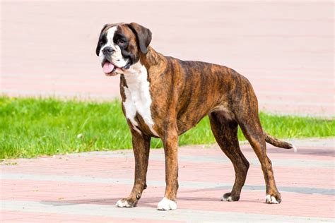 Brindle Boxer Dog: Appearance, Genetics, Temperament & More!