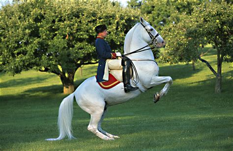 Temple Lipizzans, Wadsworth | Horses, Dressage horses, Beautiful horses