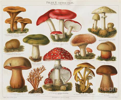 Different Types Of Poisonous Mushrooms by Bettmann