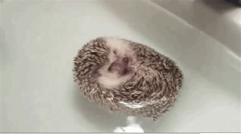 And did you know hedgehogs can turn into boats? | Hedgehog, Cats, Cute baby animals