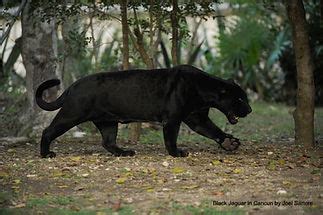 PANTHER FACTS | Friends of the Florida Panther Refuge