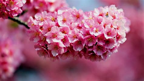 Desktop Background Picture of Flowers with Cherry Blossoms in Summer - HD Wallpapers ...