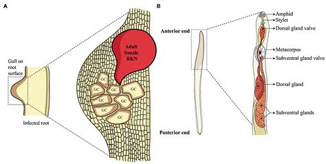 Frontiers | Effectors of Root-Knot Nematodes: An Arsenal for Successful Parasitism