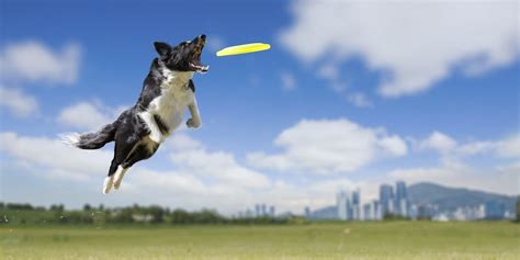 5 Best Frisbee Dog Breeds - Doodles Daily