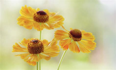 Helenium flowers Photograph by Iwona Sikorska - Fine Art America